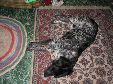 03 January 2005 - it is raining outside so Oreo needed a break