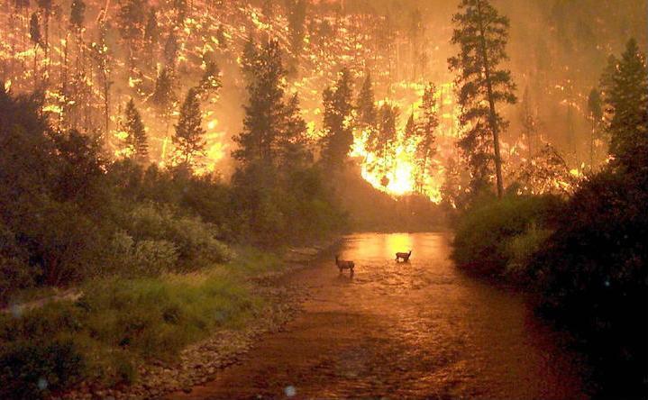 A real photograph of a real Forest Fire in Montana, Marilee's Home State