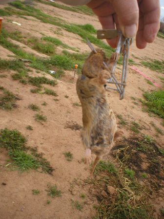 05 March 2005 - Another Gopher gone