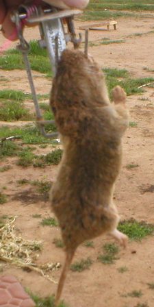 05 March 2005 - Gopher Trap works good