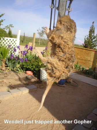 22 March 2005 - bye by bad gopher