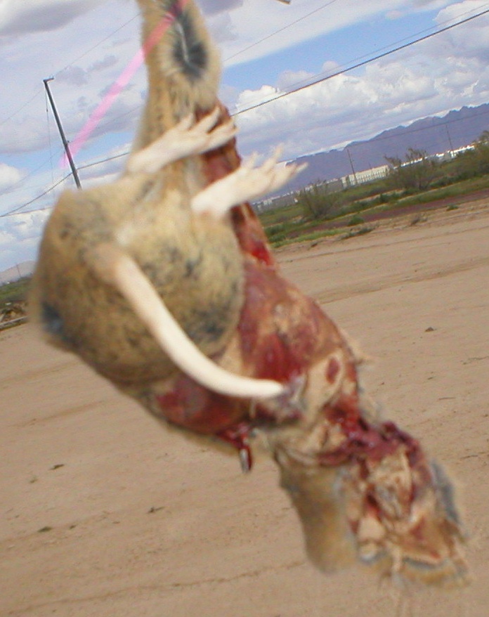 23 March 2005 - Those Pesky Gophers