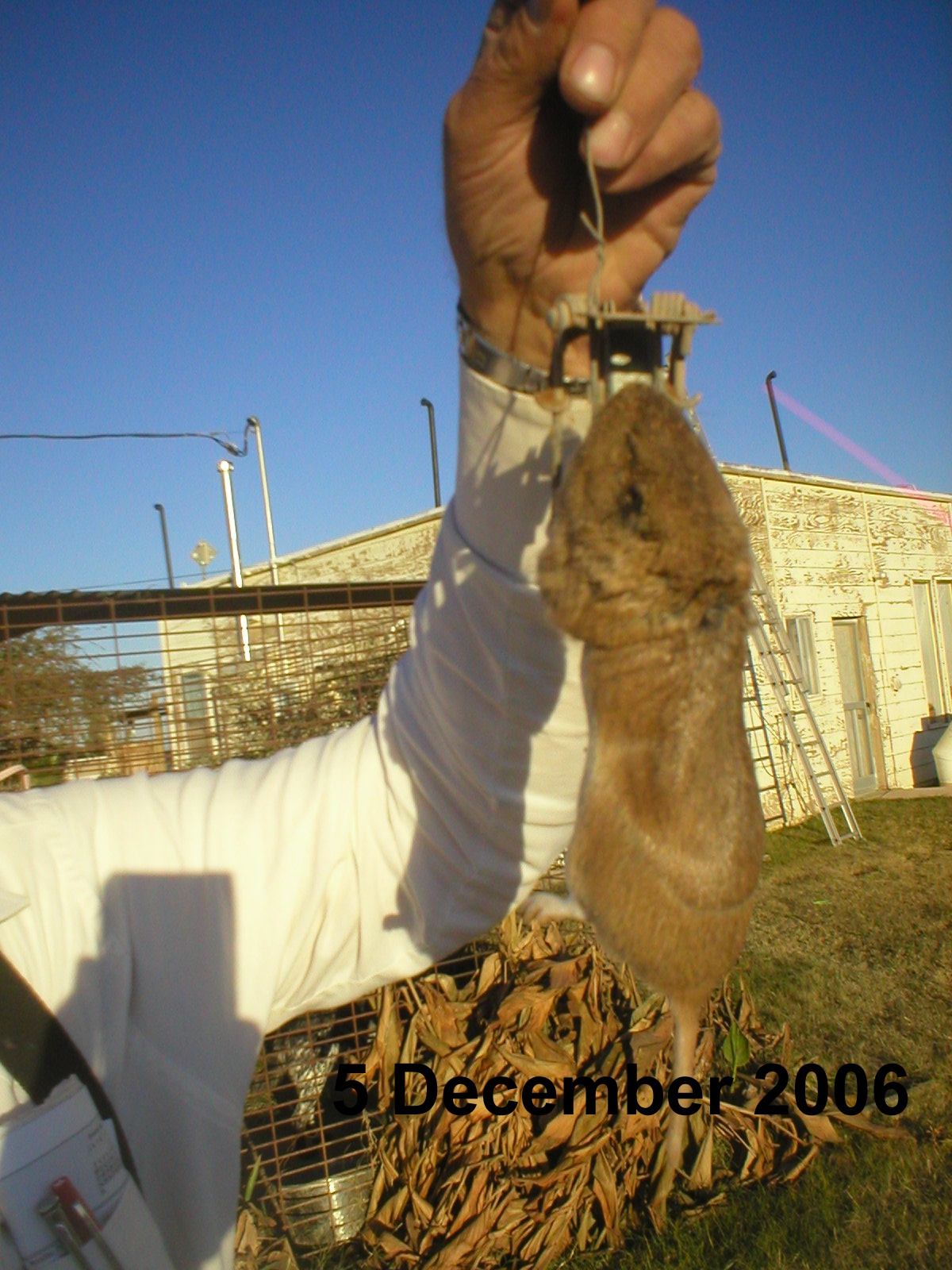05 December 2006 - I won't rest until there are NO Gophers here in Paradise!!